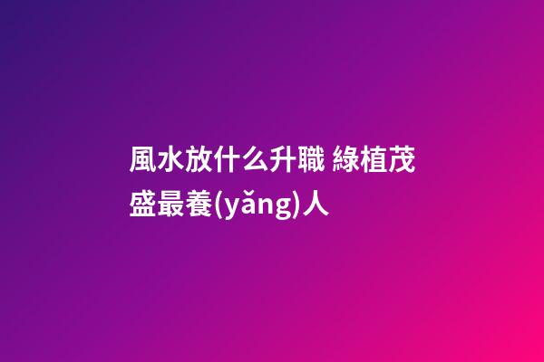 風水放什么升職 綠植茂盛最養(yǎng)人